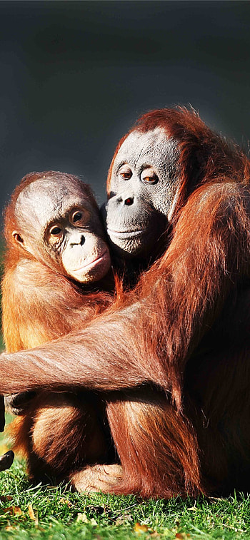 Orangutan, Jungle explorers, Borneo's treasures, Animal kingdom HD phone wallpaper