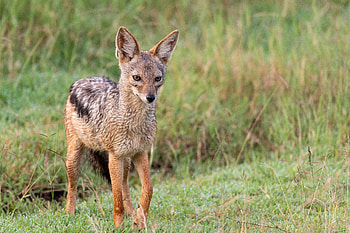Animals, Fox, Predator, Sight, Opinion, Animal, American Fox HD wallpaper
