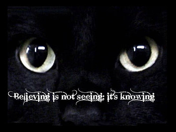 Believing is knowing, see, animals, cats, beleive, know, warriors HD wallpaper