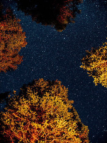 Trees, Universe, Night, Dark, Starry Sky HD phone wallpaper