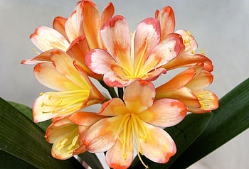 Flowers, Flower, Bright, Close-Up, Clivia, Stamens HD wallpaper