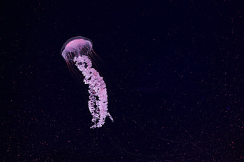 Animals, Jellyfish, Beautiful, Particles, Tentacle HD wallpaper