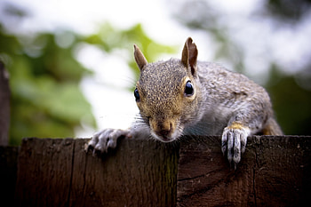 Animals, Squirrel, Muzzle, Peek Out, Look Out HD wallpaper