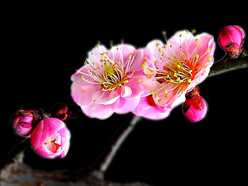 Pink Flowers, cool, pink, flowers HD wallpaper