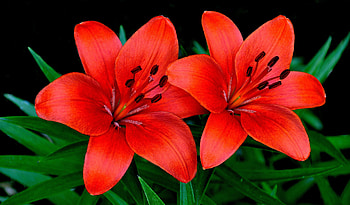 Flowers, Lilies, Petals, Couple, Pair HD wallpaper