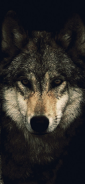 Top wolf , Ultra high resolution, Stunning details, Visual masterpiece HD phone wallpaper