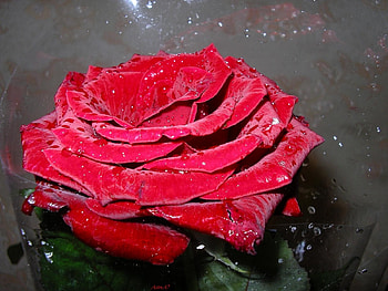 Plants, Flowers, Roses HD wallpaper