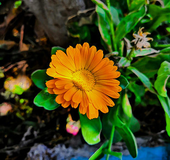 GIRASOL, petal, FOTO, daisy family, PLANTA, NATURALEZA, ARTE HD wallpaper