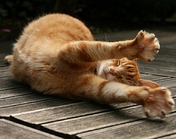GATINHO, animal, gato, felino, fauna, natureza HD wallpaper