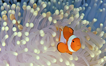 Fish and Anemone, , Mobile HD wallpaper