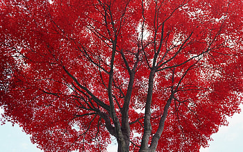 Plants, Trees, Leaves HD wallpaper