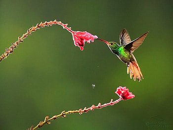 Sweet sip, hummingbird, nectar, flowers, bird HD wallpaper