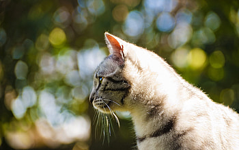 Animals, Glare, Light, Cat, Light Coloured, Profile HD wallpaper