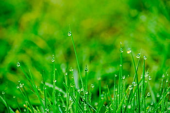 Macro shot of fresh green grass with dewdrops highlighting a lush outdoor environment. HD wallpaper