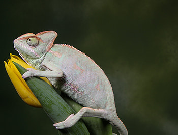 Animals, Flower, Reptile, Chameleon, Tulip HD wallpaper