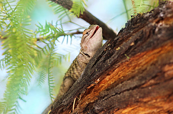 Animals, Branch, Animal, Lizard, Gecko HD wallpaper