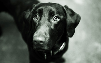 Animals, Dog, Muzzle, Bw, Chb, Ears, Nose HD wallpaper