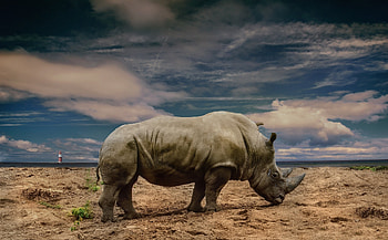 Wild rhino , Rhino in untamed setting, Striking nature backdrop, Rhino in its natural element HD wallpaper