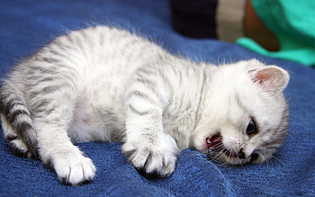 Animals, Cats HD wallpaper