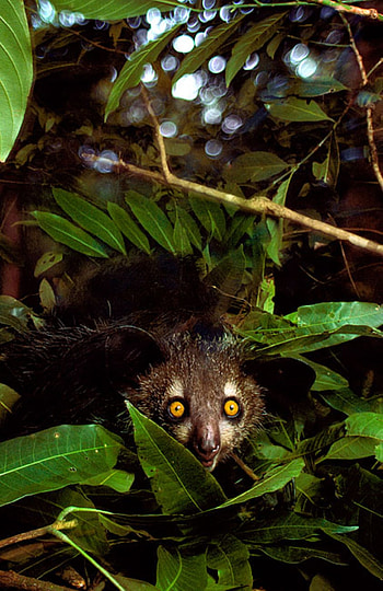 Madagascarian aye aye, Unique wildlife encounter, Madagascar's wonders, Geo magazine feature HD phone wallpaper