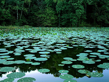 Landscape, Water, Swamp, Water Lilies HD wallpaper