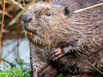 Beaver's impact, Ecosystem engineer, Nature's architect, Wetland creator HD wallpaper