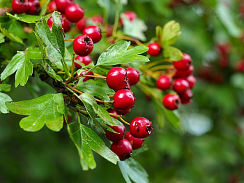 Managing hawthorn, Waterways rivers, Carbon guide, Nature HD wallpaper