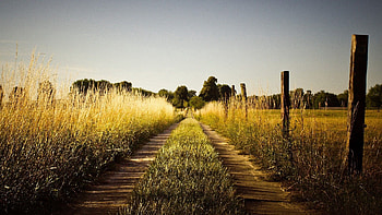 Nature, Grass, Sky, Path, Trail HD wallpaper