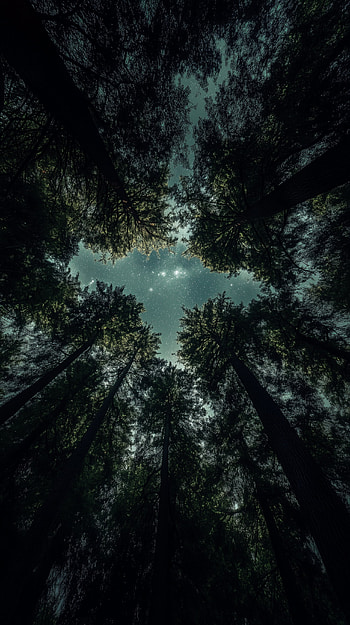 Night Sky Over the Forest: A Perfect , tree, forest, sky, night HD phone wallpaper