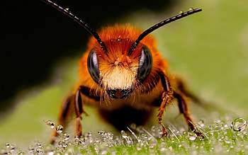 Buzzing bees, Macro insect, Hymenoptera species, Bee HD wallpaper