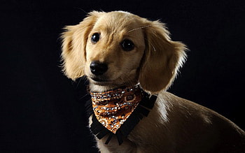 Animals, Dog, Puppy, Style, Handkerchief, Kerchief HD wallpaper