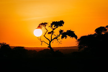 Acacia Tree, Golden hour beauty, Serene nature, Breathtaking HD wallpaper