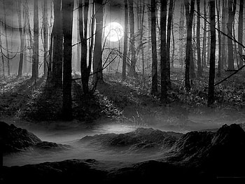 Landscape, Trees, Night, Moon HD wallpaper