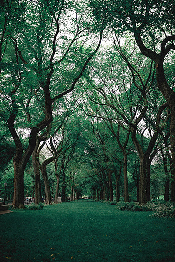 Nature, Trees, Grass, Park HD phone wallpaper