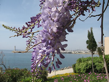 Purple Flower, purple, bush, sky, flower HD wallpaper
