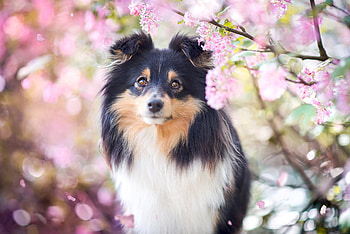 Sheltie, black, pink, collie, flower, spring, caine, dog, summer, vara HD wallpaper