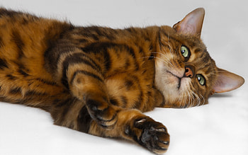 Animals, Cat, To Lie Down, Lie, Striped, Playful HD wallpaper