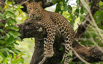 Leopard, animal, cat, tree HD wallpaper