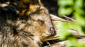 Quokka facts, Stranger than fiction, Quokka quirks, Animal trivia HD wallpaper