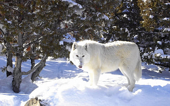 Arctic Wolf, Majestic creature, Ice-covered wilderness, Evolved predator HD wallpaper