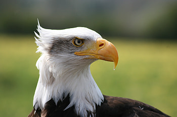 Eagle, Animals, Bird, Beak, Predator HD wallpaper