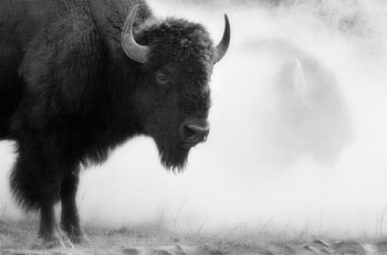 Bisson, , nature, buffalo HD wallpaper