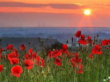 sunset, summer, poppy, field HD wallpaper