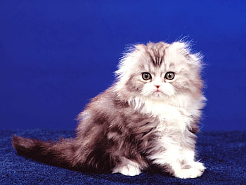 Animals, Sit, Fluffy, Kitty, Kitten HD wallpaper