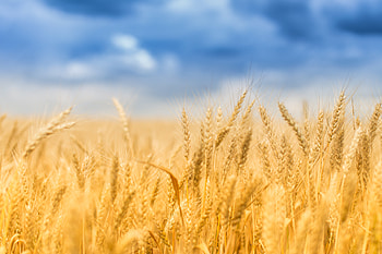 Endless Gold — Wheat Harvest, nature, wheat, harvest HD wallpaper
