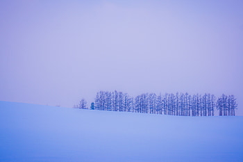 Winter, Trees, Snow, Horizon, Minimalism HD wallpaper