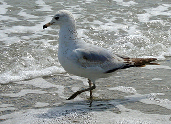 tip toe tip toe.. one step at a time, bird, water, seagul, beach HD wallpaper