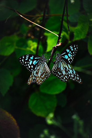 Animals, Butterflies, Pattern, Wings, Tropical HD phone wallpaper