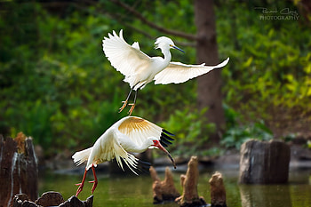 go flying, couple, flying, birds, animals HD wallpaper
