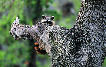 Animals, Wood, Tree, Muzzle, Climb, Raccoon HD wallpaper